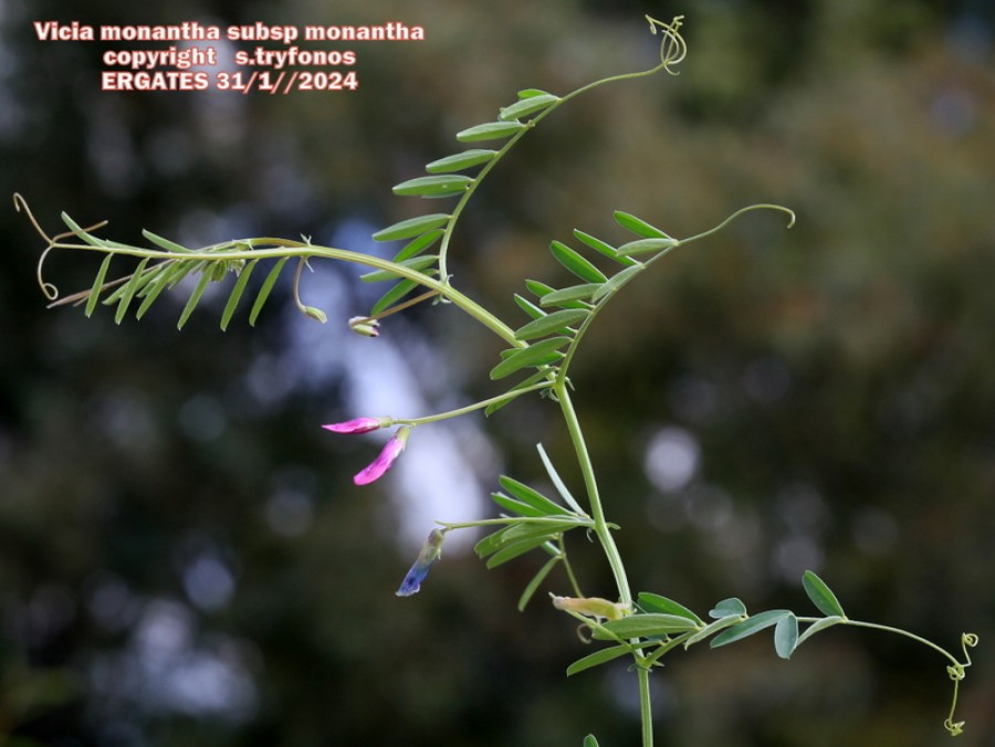 Vicia monantha ssp monantha