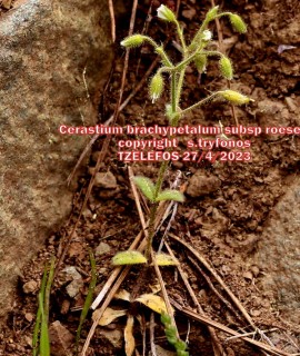 Cerastium brachypetalum subsp roeseri