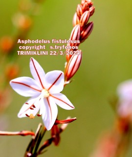 Asphodelus fistulosus