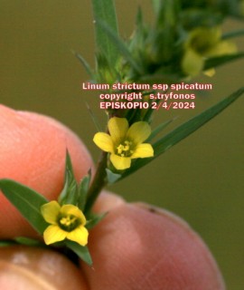 Linum strictum subsp spicatum