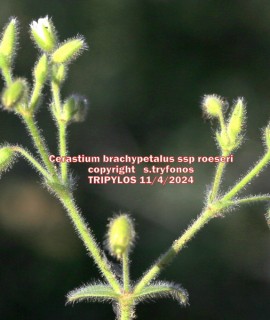 Cerastium brachypetalum subsp roeseri