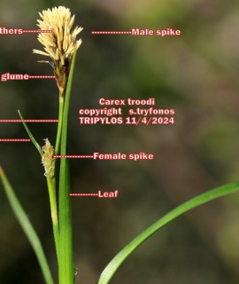 Carex troodi
