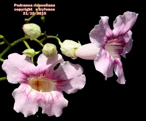 P.ricasoliana3