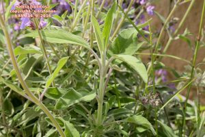 Salvia fruticosa 2