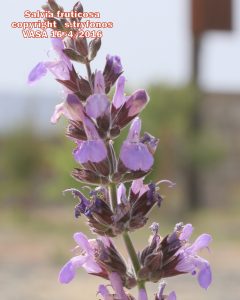 Salvia fruticosa3pg